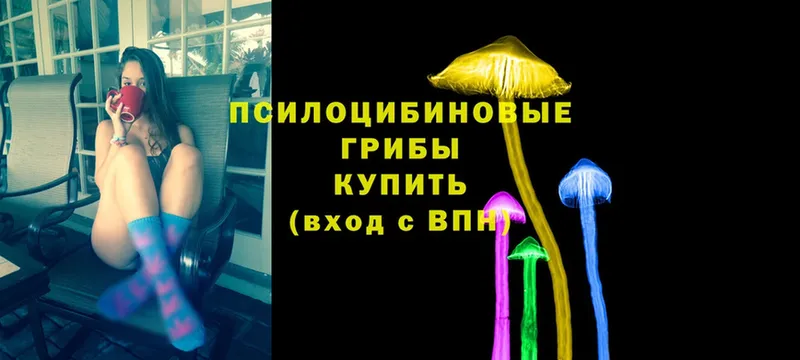 Галлюциногенные грибы Psilocybine cubensis  Гудермес 